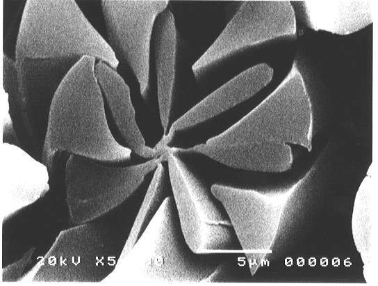 microscopic image showing the cross-sections of its split fibers
