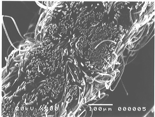 Electron microscope cross-sectional image of Antistatic Nonwoven Fabric